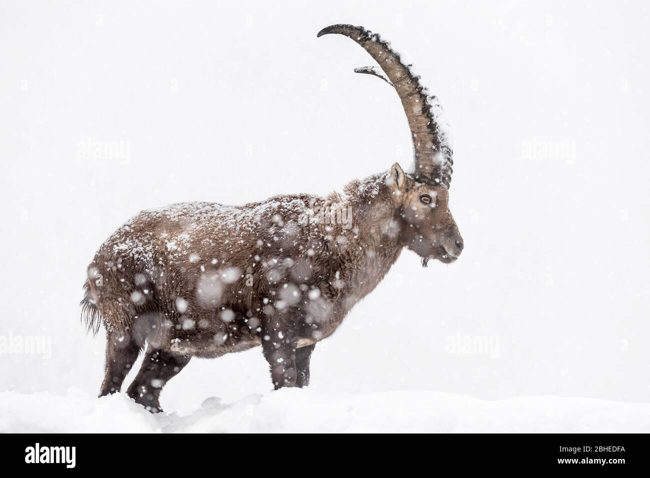 Richiamo del selvaggio ritratto dello stambecco alpino sotto la tempesta di neve (Capra stambex) Foto Stock
