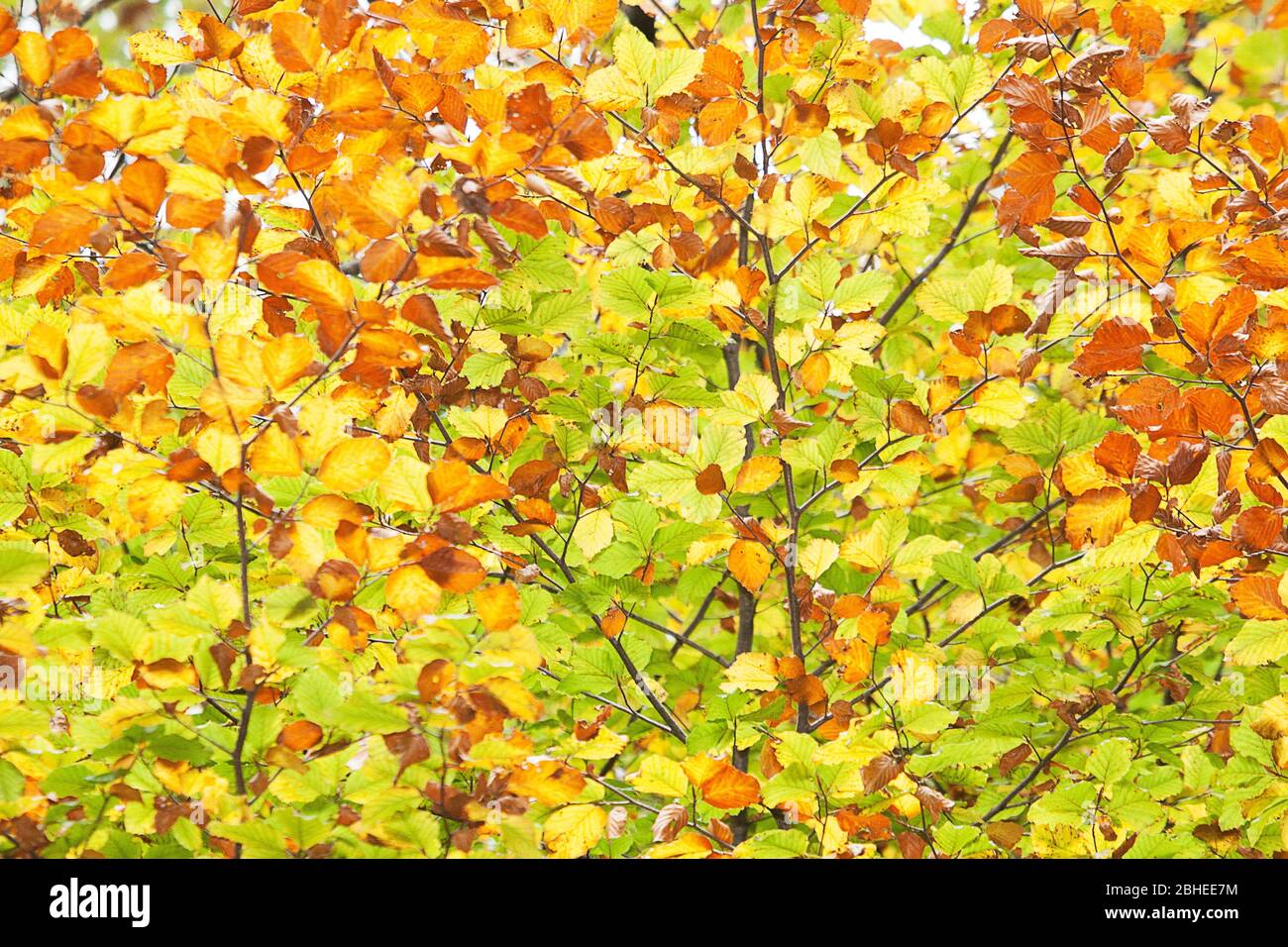 Il faggio (Fagus sylvatica) lascia cambiare il suo colore in autunno. Foto Stock