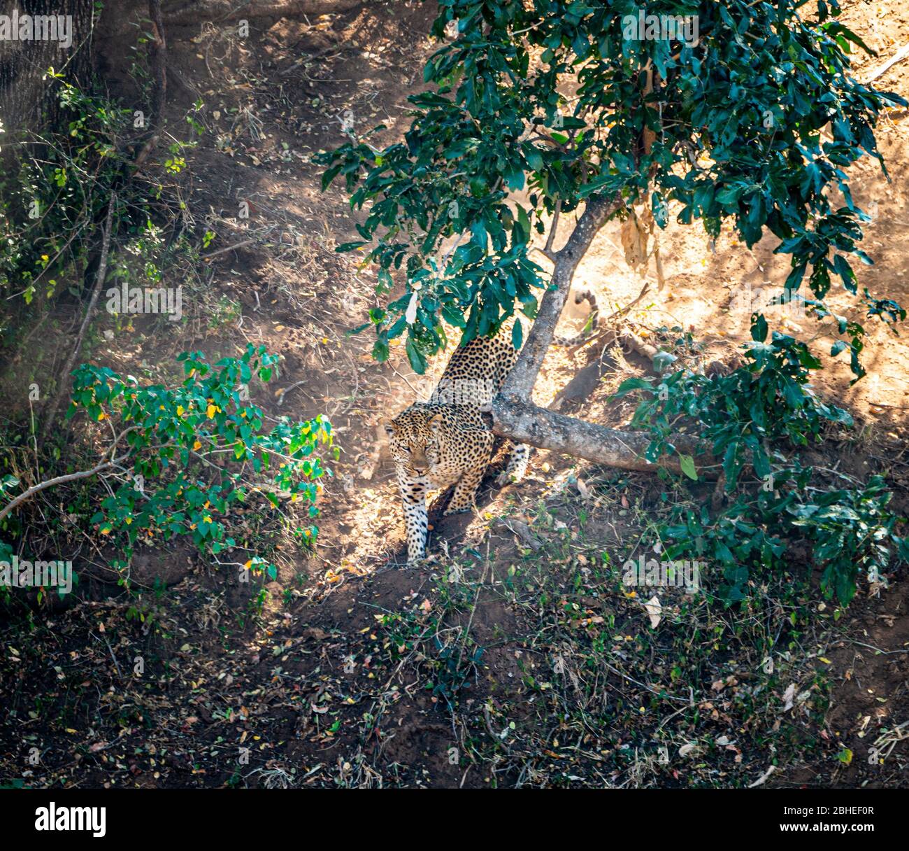 Leopardo (Panthera pardus) caccia nel Parco Nazionale Kruger, Sudafrica di mattina presto Foto Stock