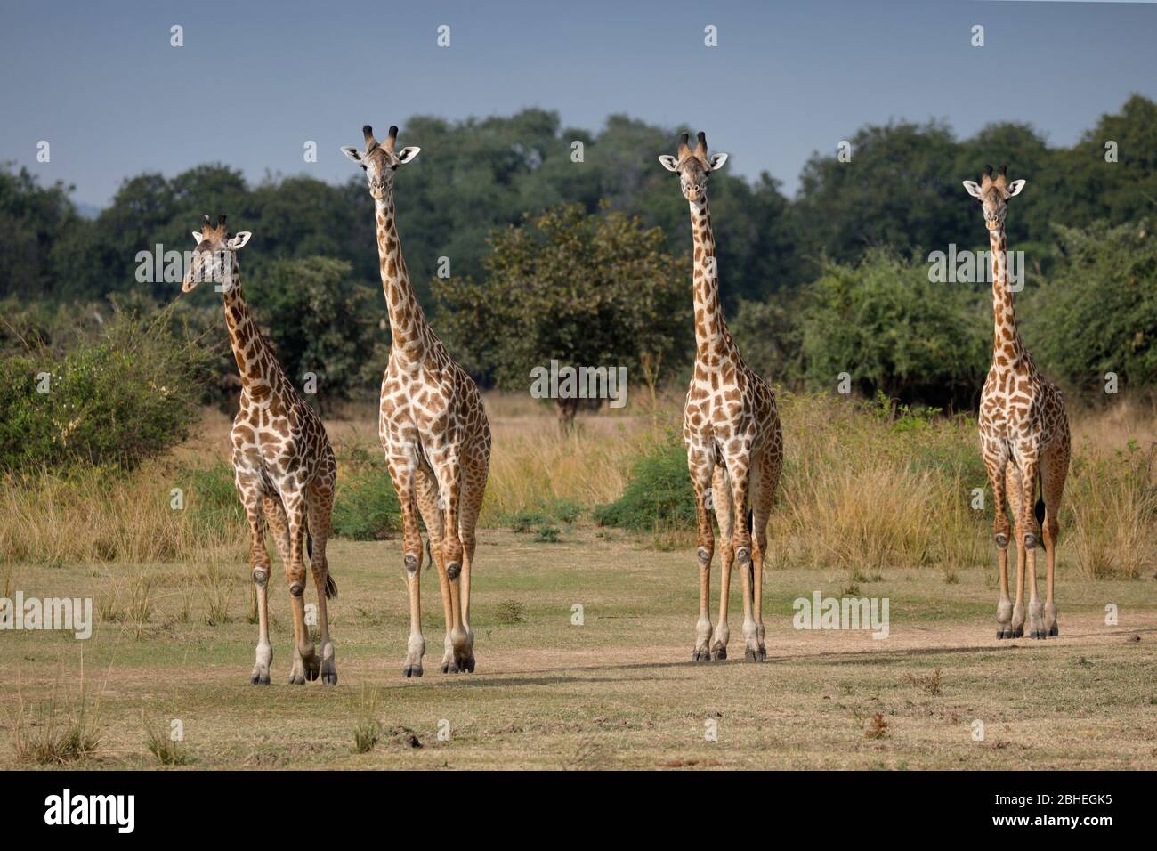 Giraffe di Thornicroft (Giraffa camelopardalis thornicrofti) allineate, South Luangwa NP, Zambia Foto Stock