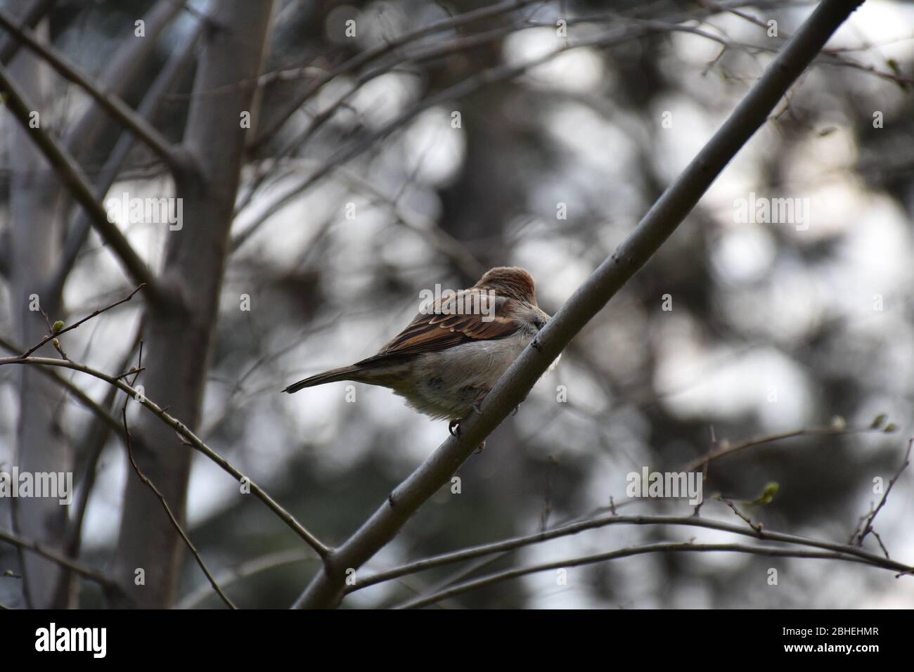 Su un ramo nudo senza foglie c'è un passero che si affaccia sul retro Foto Stock