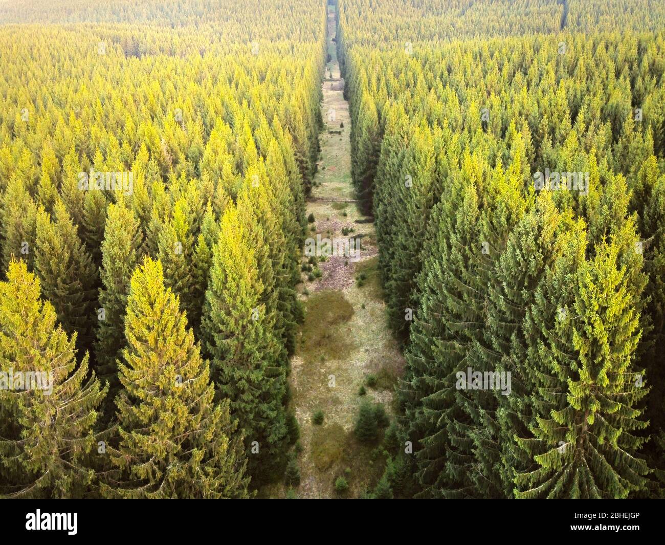Veduta aerea del drone della foresta di conifere illuminata dal sole serale in primavera. Foresta andana, striscia libera albero nella foresta di abete rosso. Foto Stock