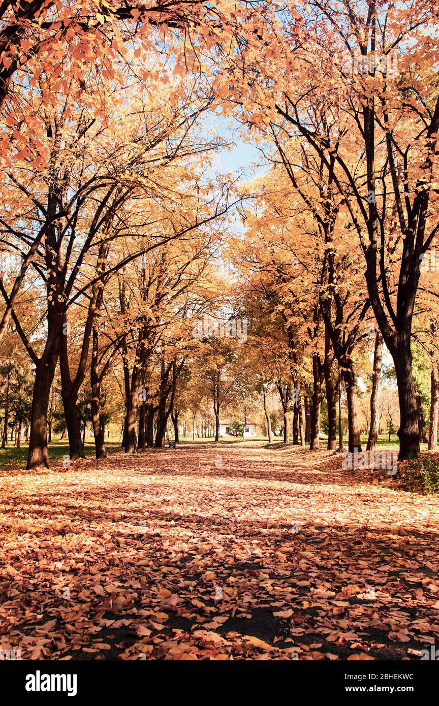 Park area di passeggio coperto di foglie cadute, scena di autunno Foto Stock