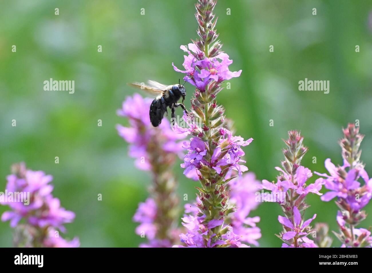 Bumble ape che vola a fiore per il cibo Foto Stock