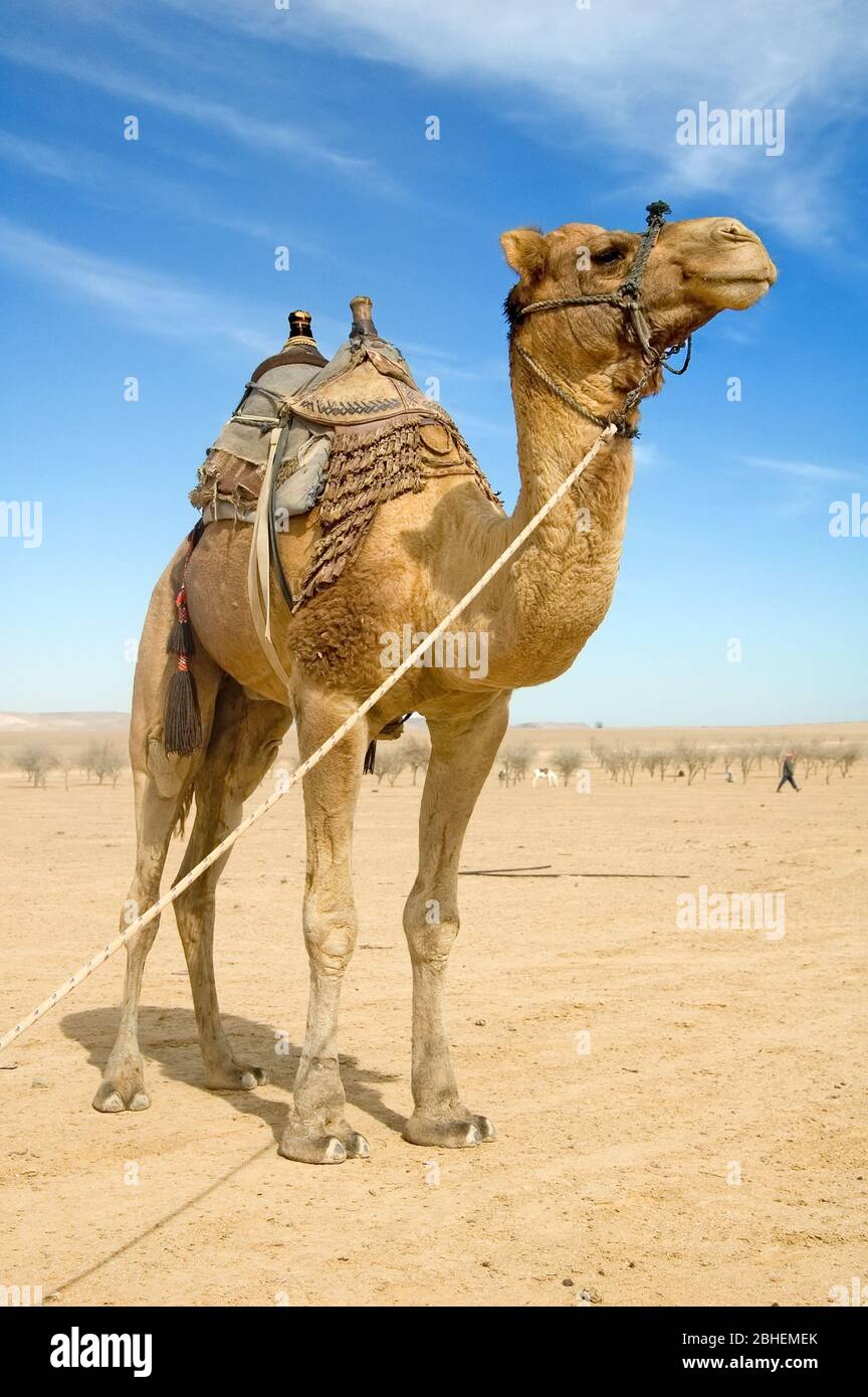 Cammello con sella nel deserto Foto Stock