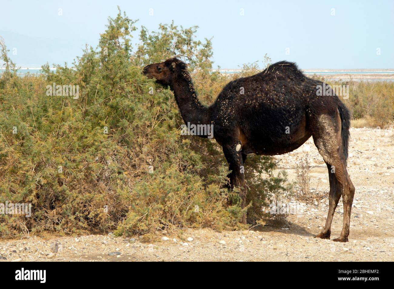 Il cammello nero si nutre di una pianta desertica Foto Stock