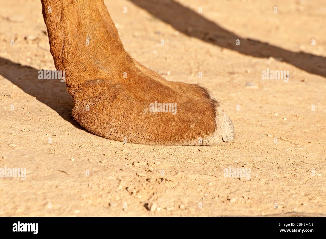 piede cammello in primo piano Foto Stock