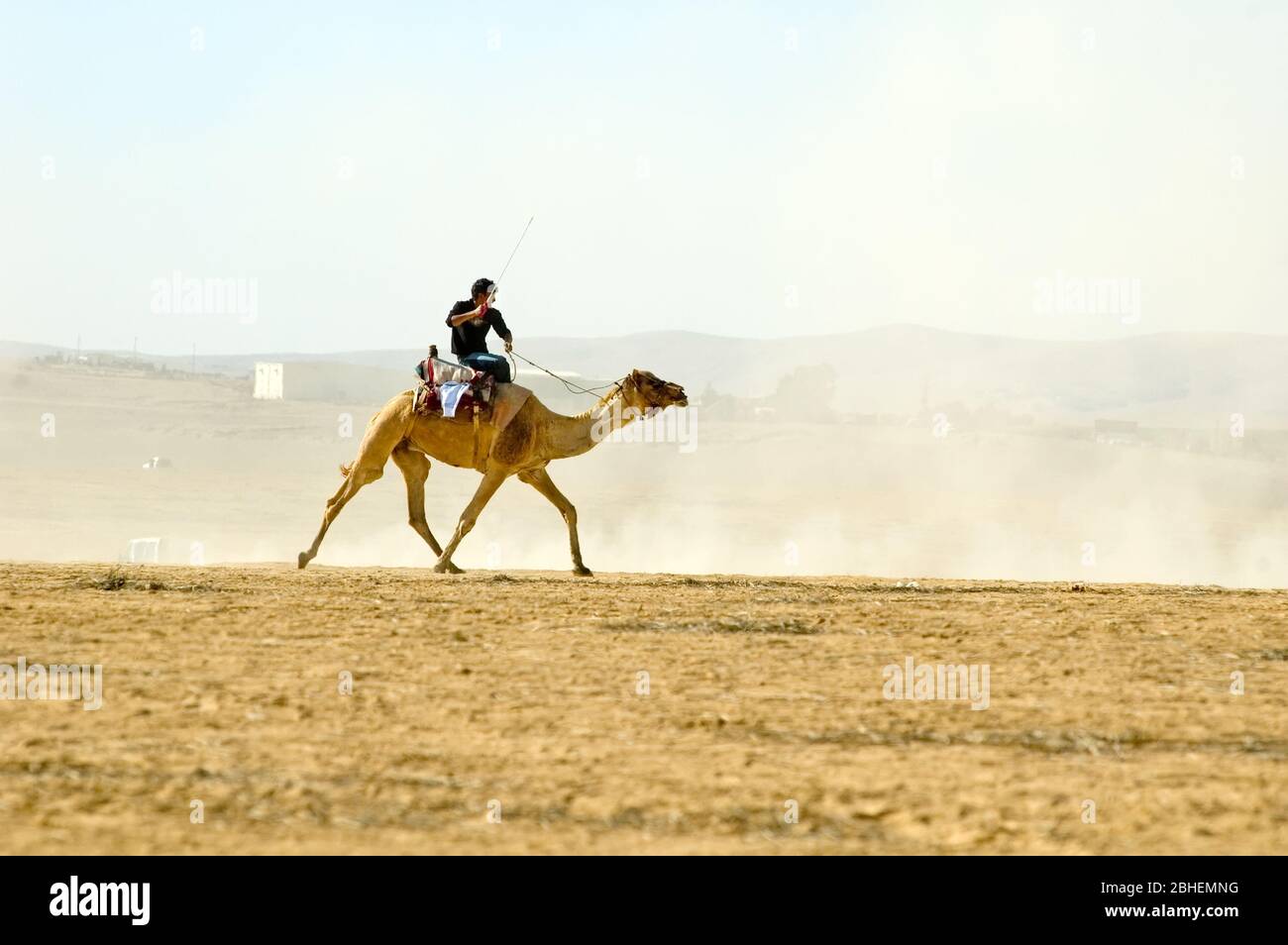 Beduino cavalcare un cammello nel deserto Foto Stock