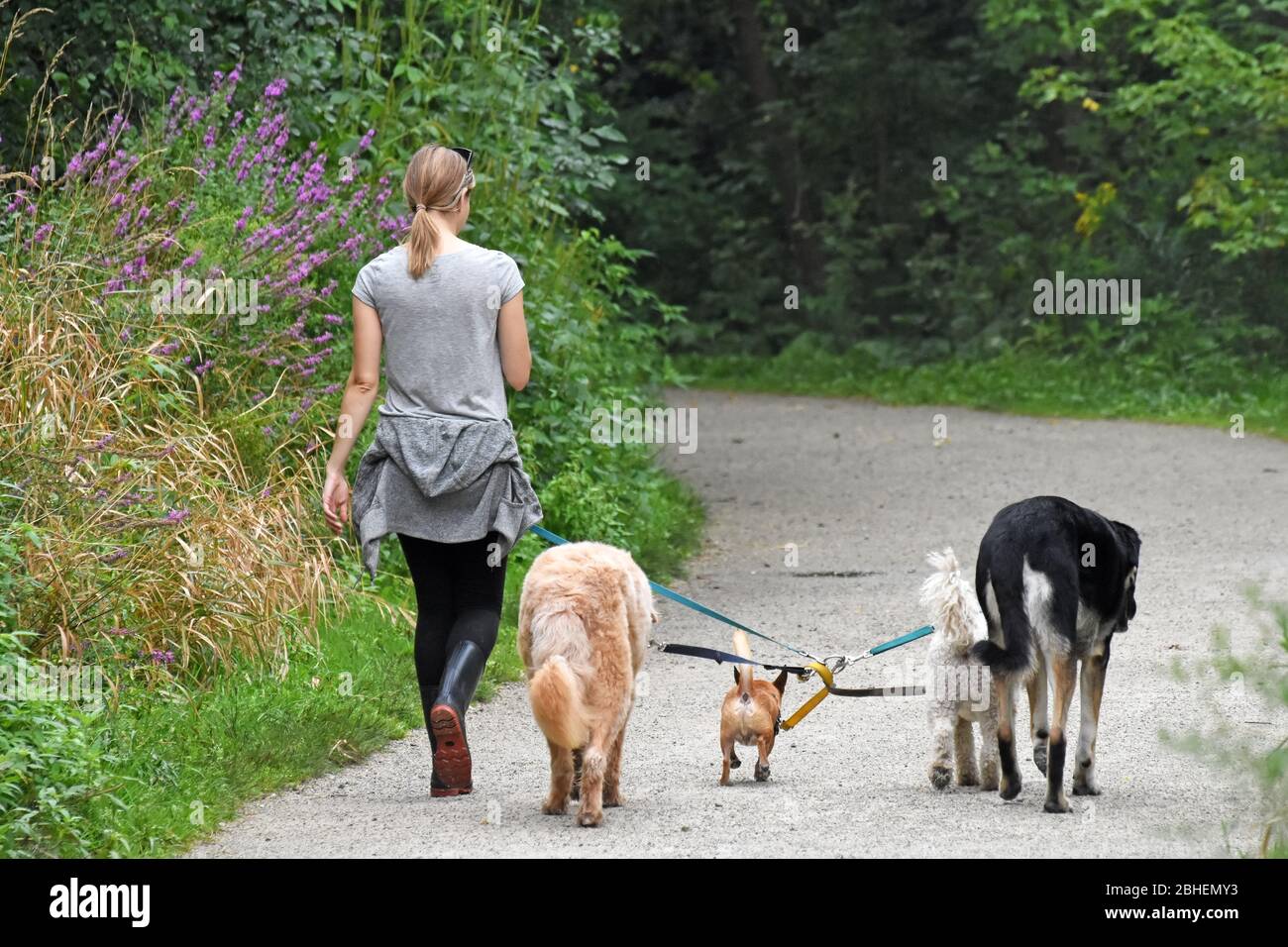 Cane escursionista donna con cani mentre camminano all'aperto Foto Stock