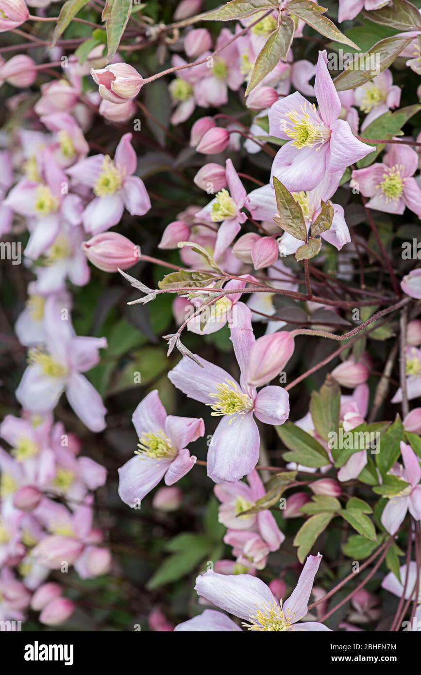Clematis in fiore Preston lungo Foto Stock