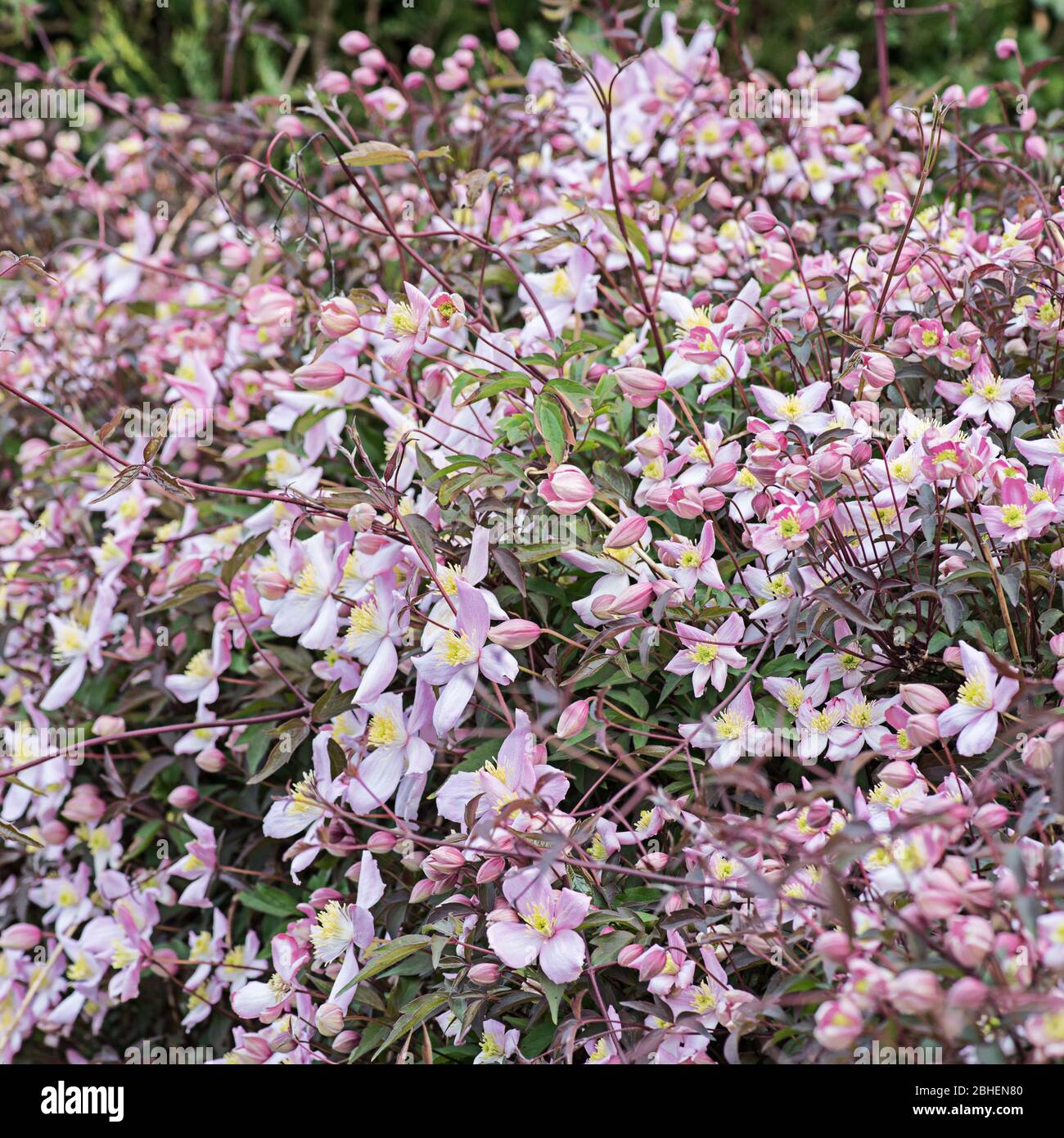Clematis in fiore Preston lungo Foto Stock