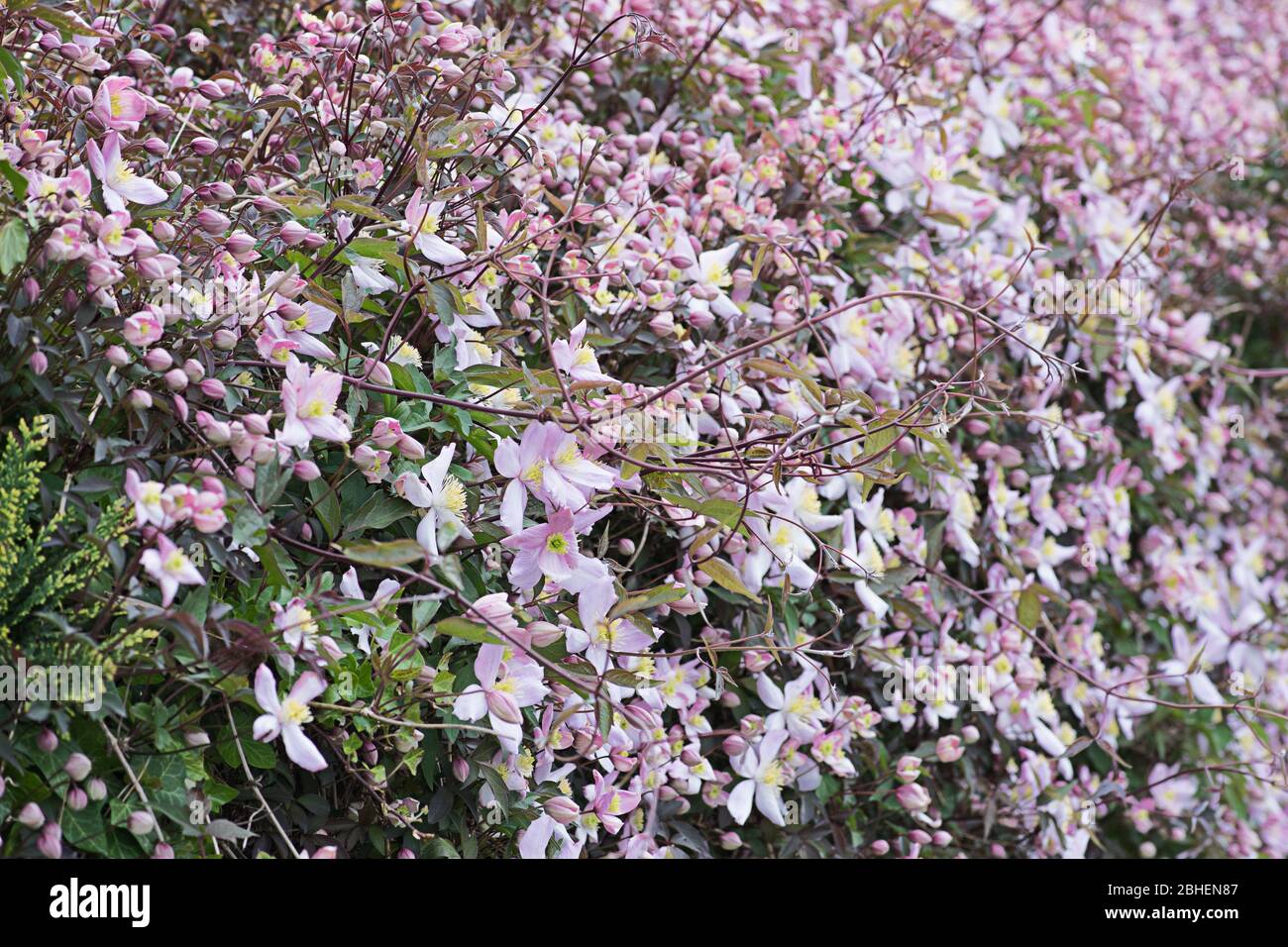 Clematis in fiore Preston lungo Foto Stock