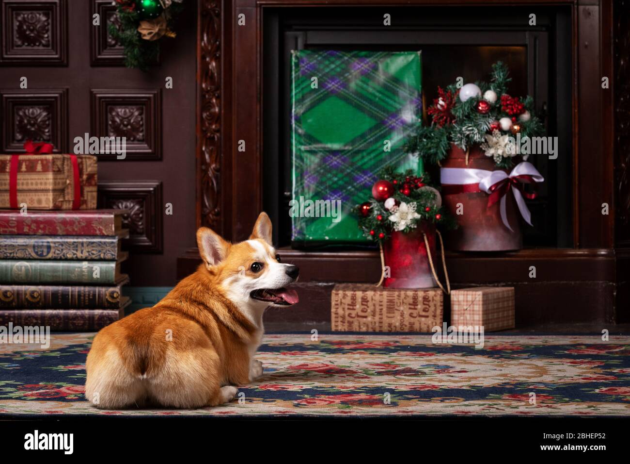 Il Red welsh sugi si trova al coperto al photostudio con decorazioni natalizie Foto Stock