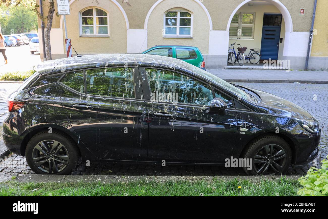 Gli escrementi di uccelli giorno che sorvolano un'automobile parcheggiata nella strada. Foto Stock