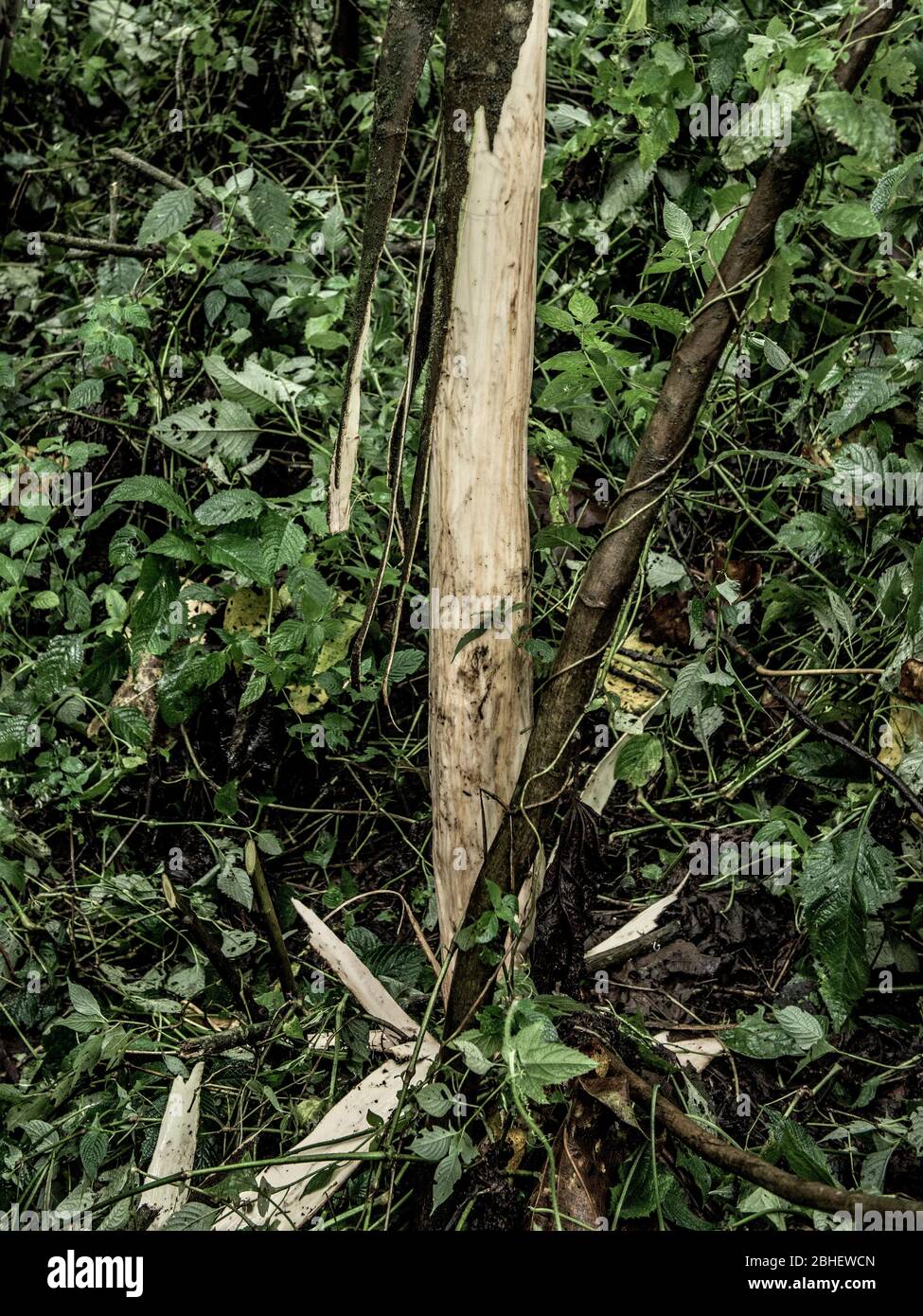 Albero mangiare da gorilla in foresta di crescita vecchia nel Nord Kivu, DRC Foto Stock