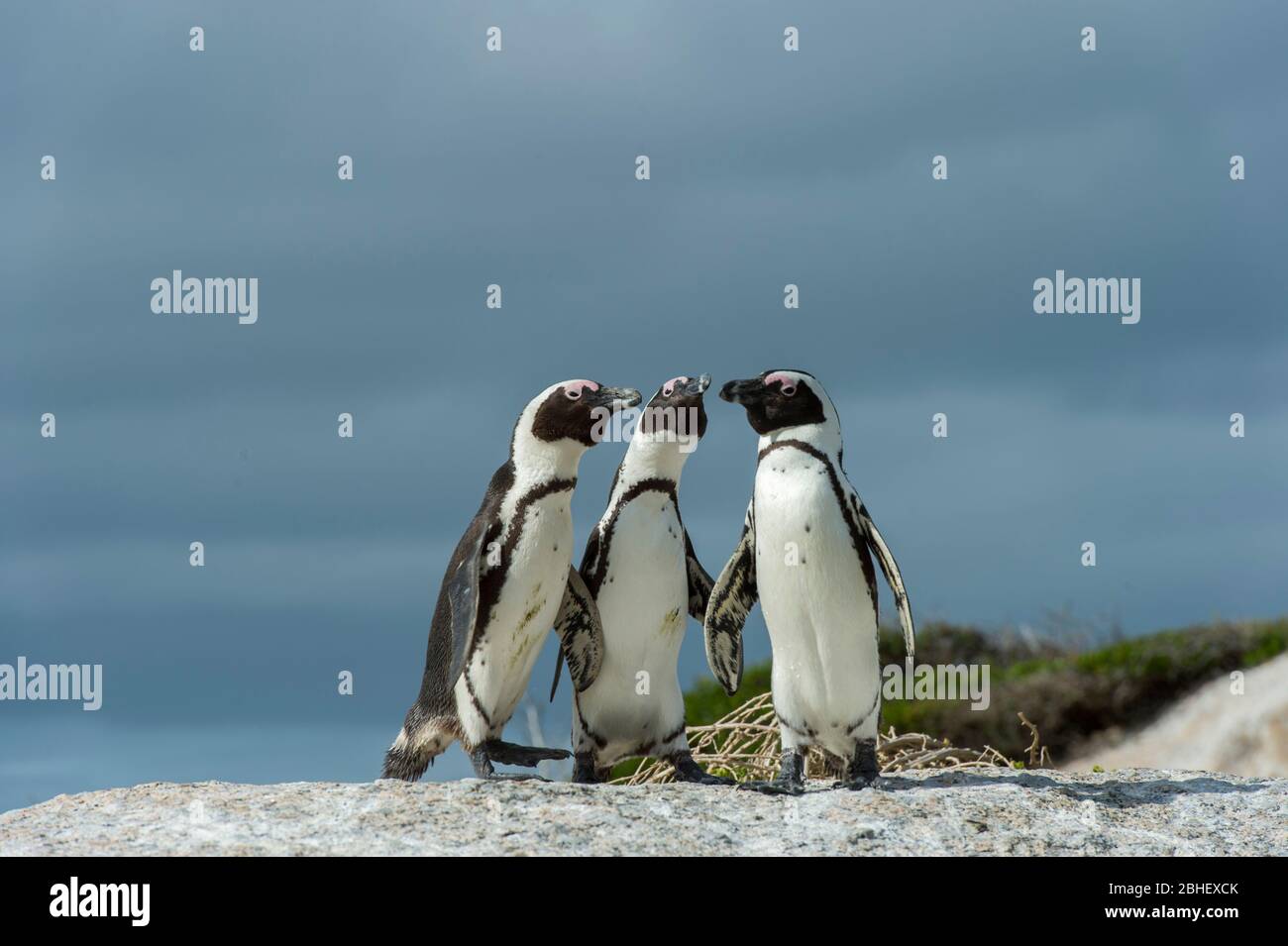 I pinguini africani (Sfeniscus demersus), noti anche come pinguino a piedi neri presso la colonia di Boulder Beach a Simons Town vicino a Città del Capo, Sud Africa Foto Stock