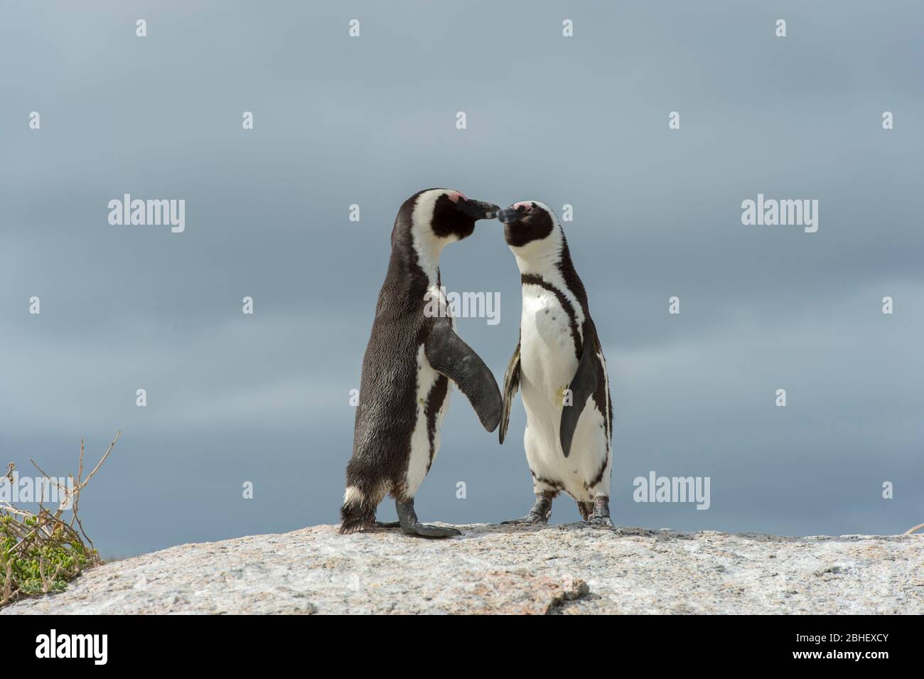 I pinguini africani (Sfeniscus demersus), noti anche come pinguino a piedi neri presso la colonia di Boulder Beach a Simons Town vicino a Città del Capo, Sud Africa Foto Stock