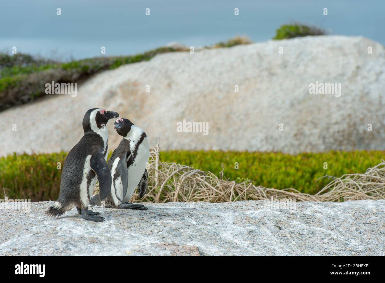 I pinguini africani (Sfeniscus demersus), noti anche come pinguino a piedi neri presso la colonia di Boulder Beach a Simons Town vicino a Città del Capo, Sud Africa Foto Stock