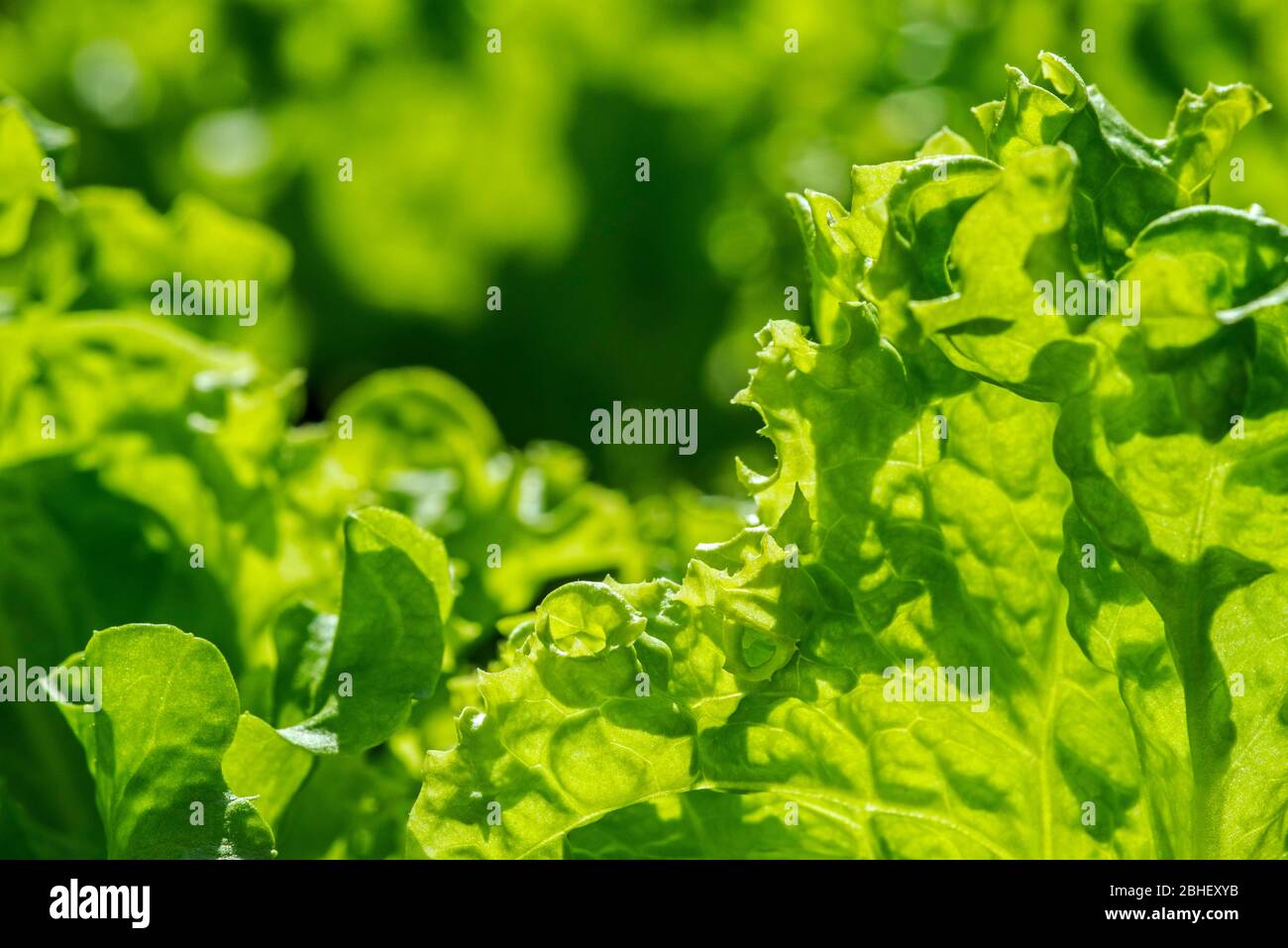 Lattuga fresca (Lactuca sativa), primo piano di foglie verdi Foto Stock