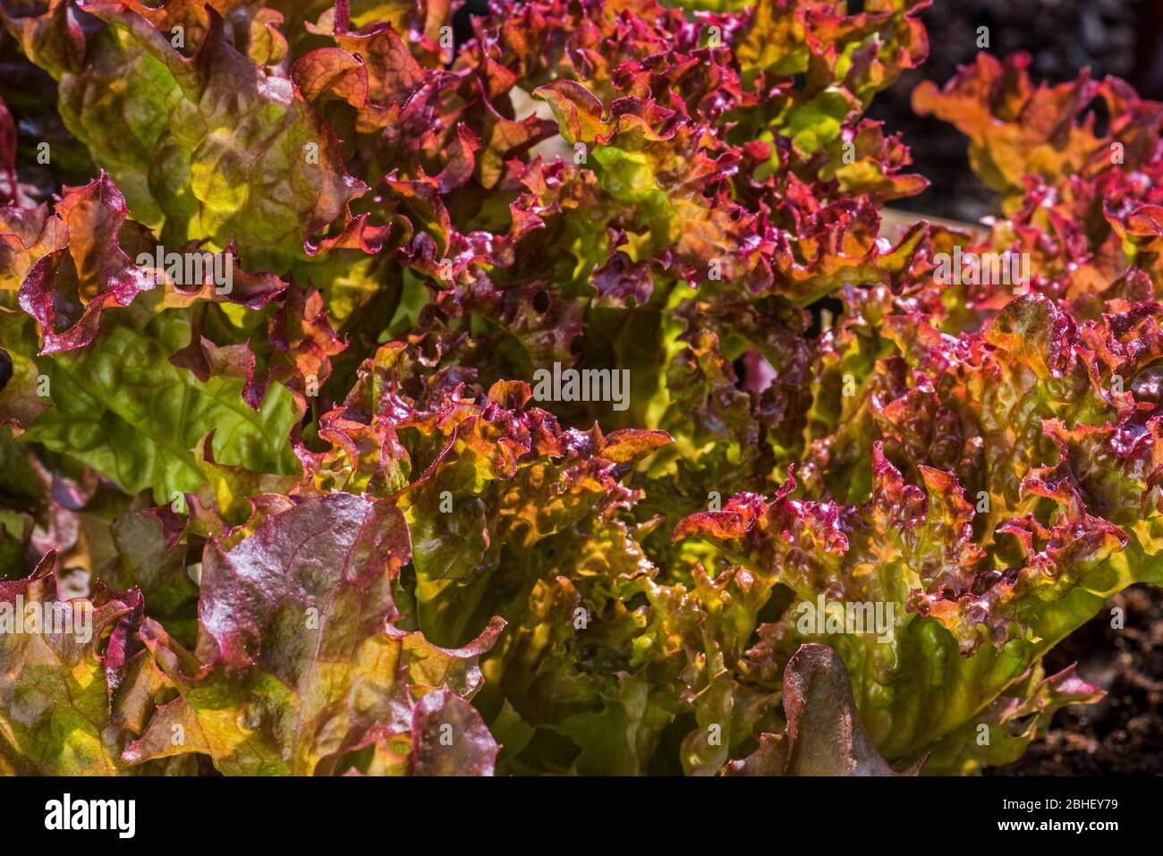 Lattuga rossa fresca (Lactuca sativa), primo piano di foglie Foto Stock