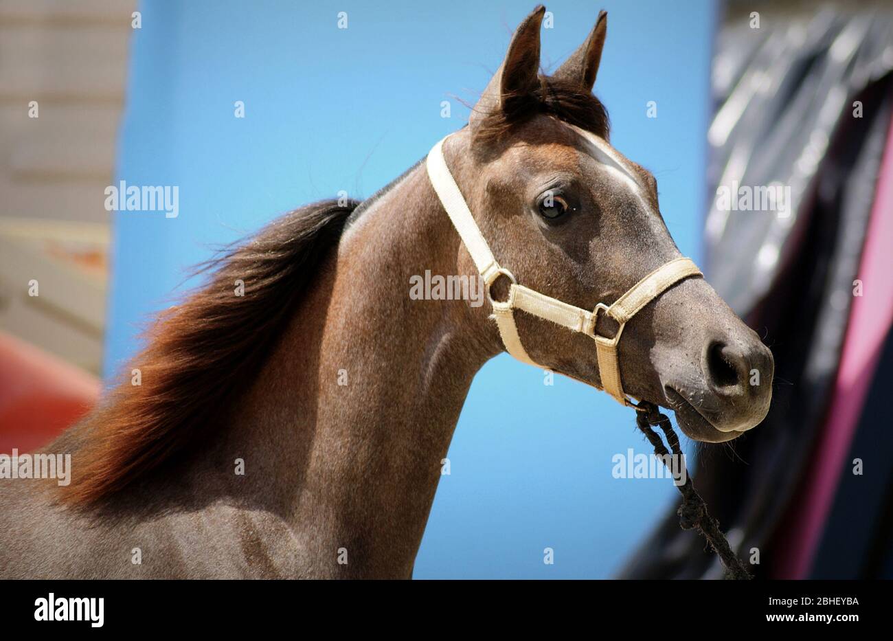 Bel ritratto facciale di un giovane arabo sporco dopo gara morfologica Foto Stock