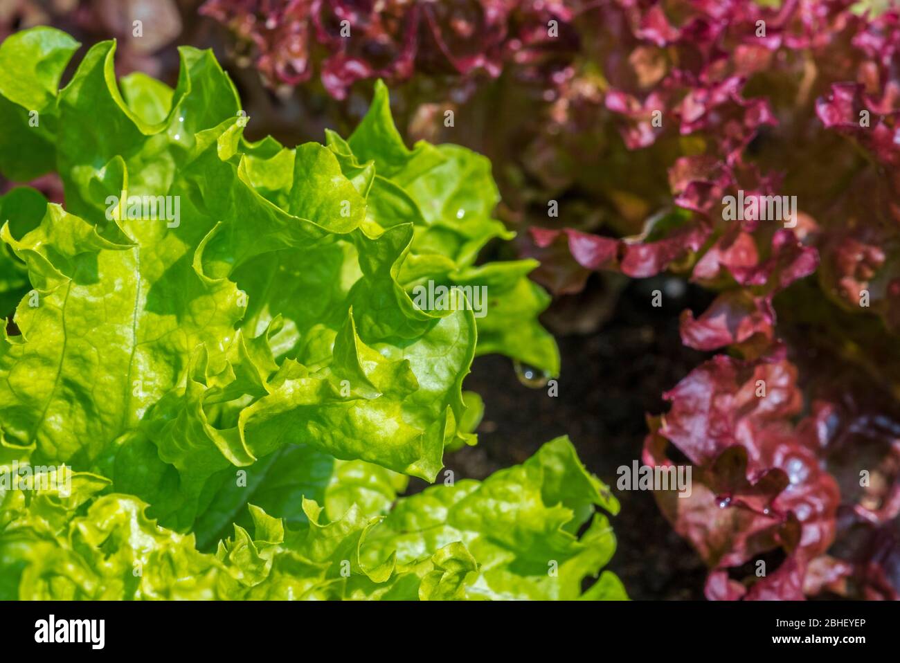 Lattughe fresche rosse e verdi (Lactuca sativa), primo piano di foglie Foto Stock