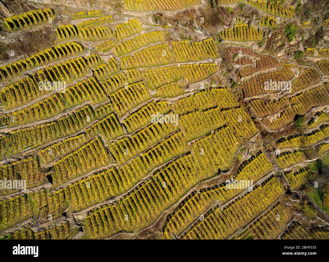 Valtellina (IT) - veduta aerea dei vigneti del Grumello - Autunno Foto Stock