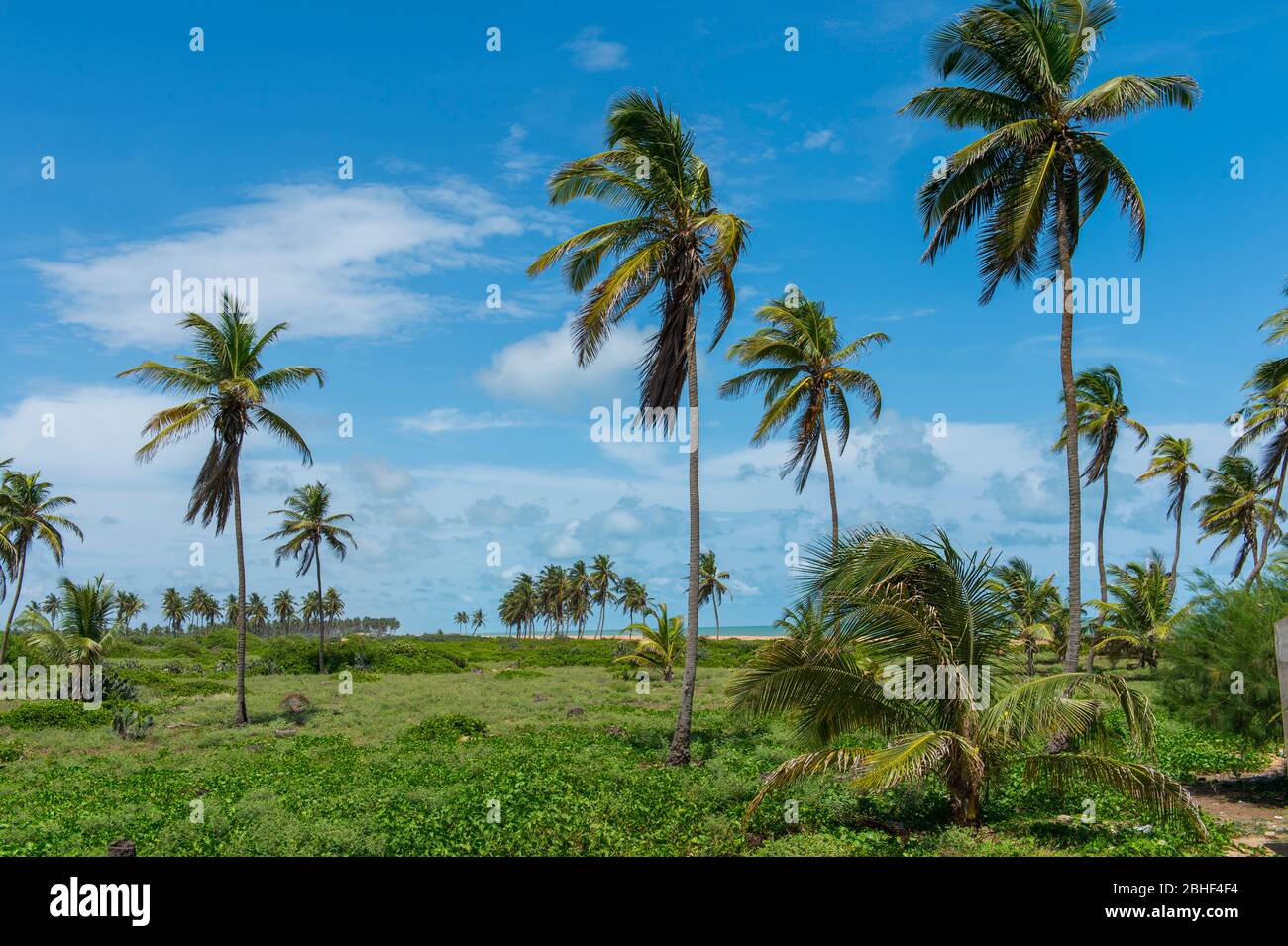 Palme da cocco vicino alla spiaggia di Ouidah, Benin. Foto Stock