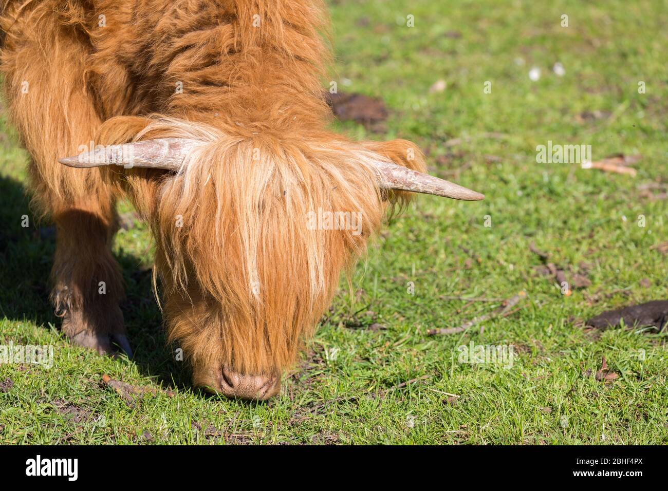 Primo piano della testa di un vitello da pascolo (razza scozzese delle Highland). Fornendo latte e carne di manzo. Concetto per bestiame, agricoltura ecologica. Foto Stock