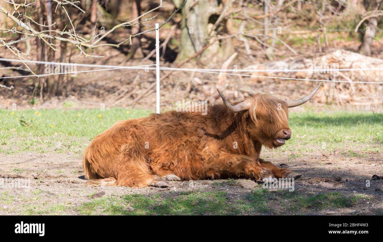 Mucca scozzese con pelliccia rossa - marrone che si riposa e mastica l'erba sotto l'ombra di un albero. Il bestiame Highland è detenuto sia per il latte che per la carne bovina Foto Stock