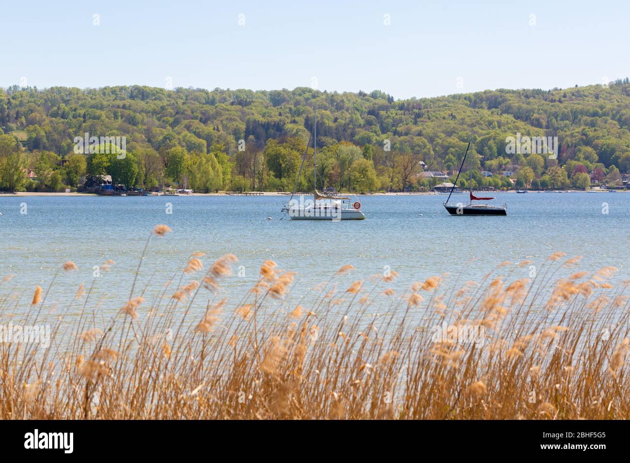 Due barche a vela - una nera, una bianca - ancorate ad Ammersee (Lago Ammer). Nel bosco di sfondo, nella canna in primo piano. Foto Stock