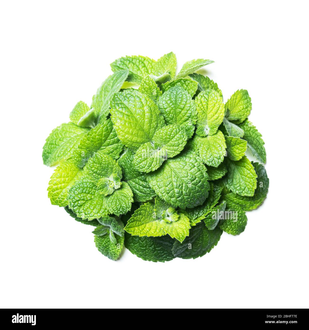 Menta piperita ramoscelli isolati su sfondo bianco. A base di erbe aromaingredient di menta verde Foto Stock