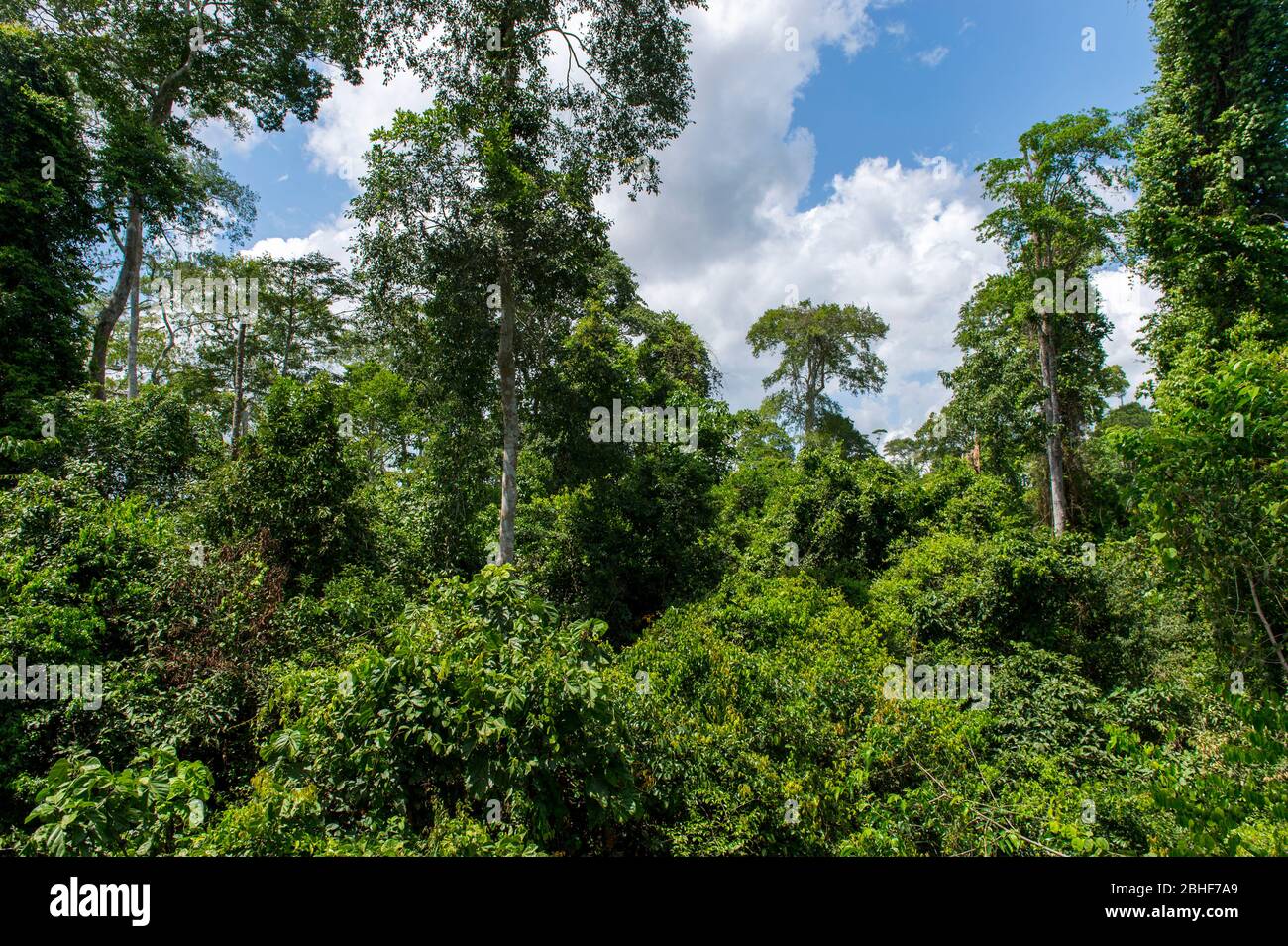 Vista della foresta pluviale tropicale nel Parco Nazionale di Kakum, situato nei dintorni costieri della Regione Centrale del Ghana. Foto Stock