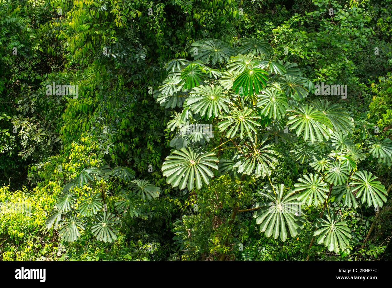 Vista del pavimento della foresta pluviale da una passeggiata a baldacchino nel Parco Nazionale di Kakum, situato nei dintorni costieri della Regione Centrale del Ghana. Foto Stock