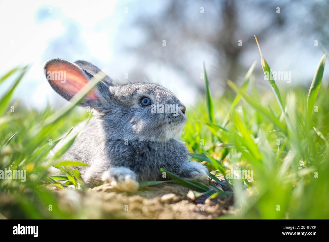 Piccolo coniglio grigio in erba verde closeup. Può essere utilizzato come sfondo di Pasqua. Fotografia degli animali Foto Stock