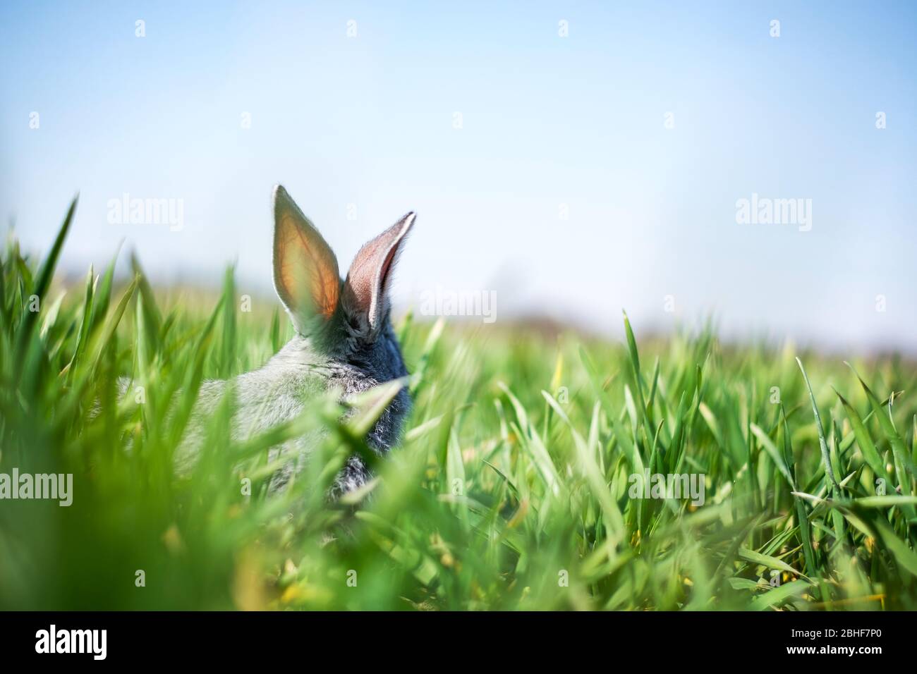 Piccolo coniglio grigio in erba verde closeup. Può essere utilizzato come sfondo di Pasqua. Fotografia degli animali Foto Stock