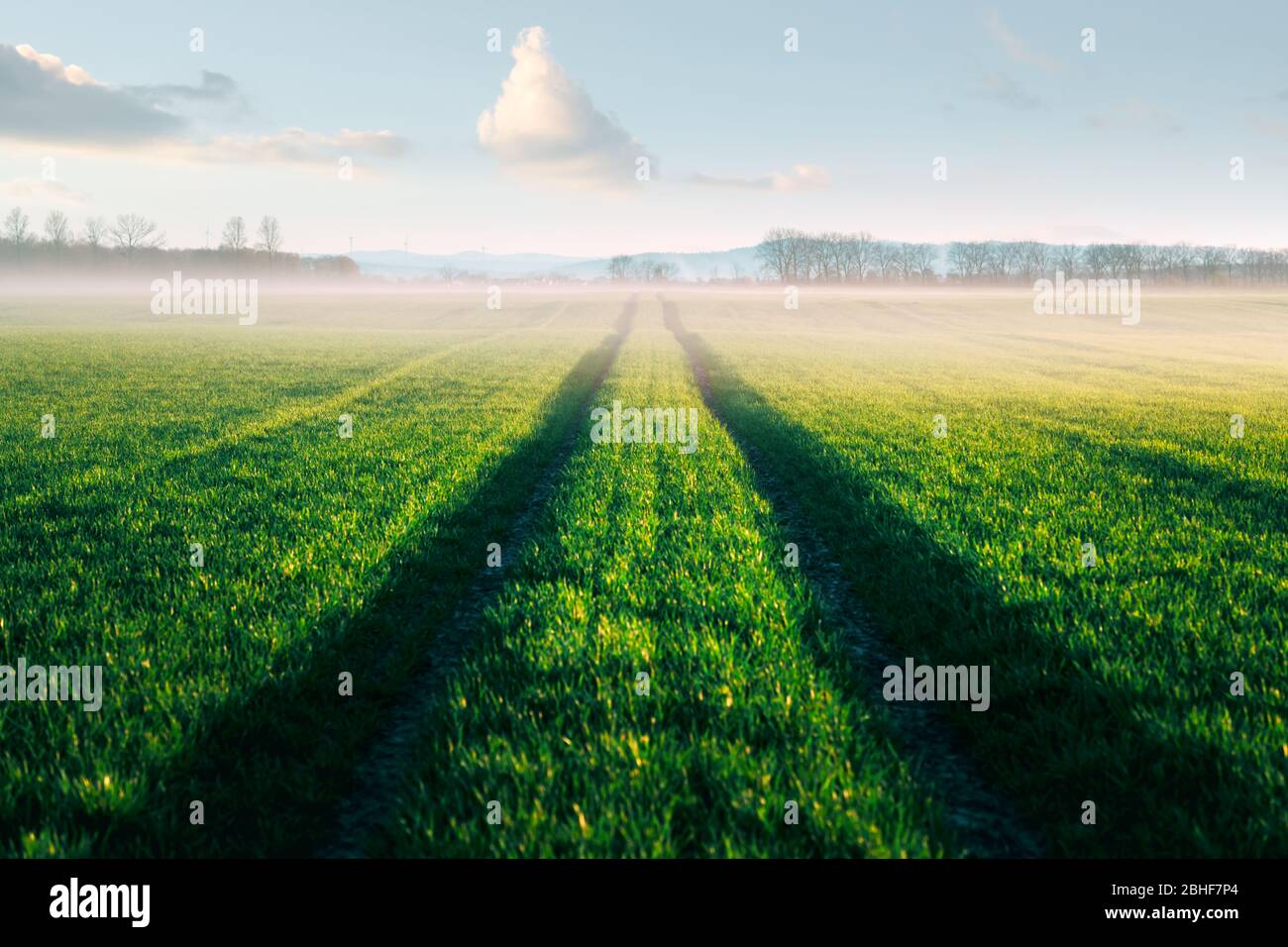 Strada e file verdi di grano giovane su campo agricolo in primavera. Fotografia naturalistica Foto Stock