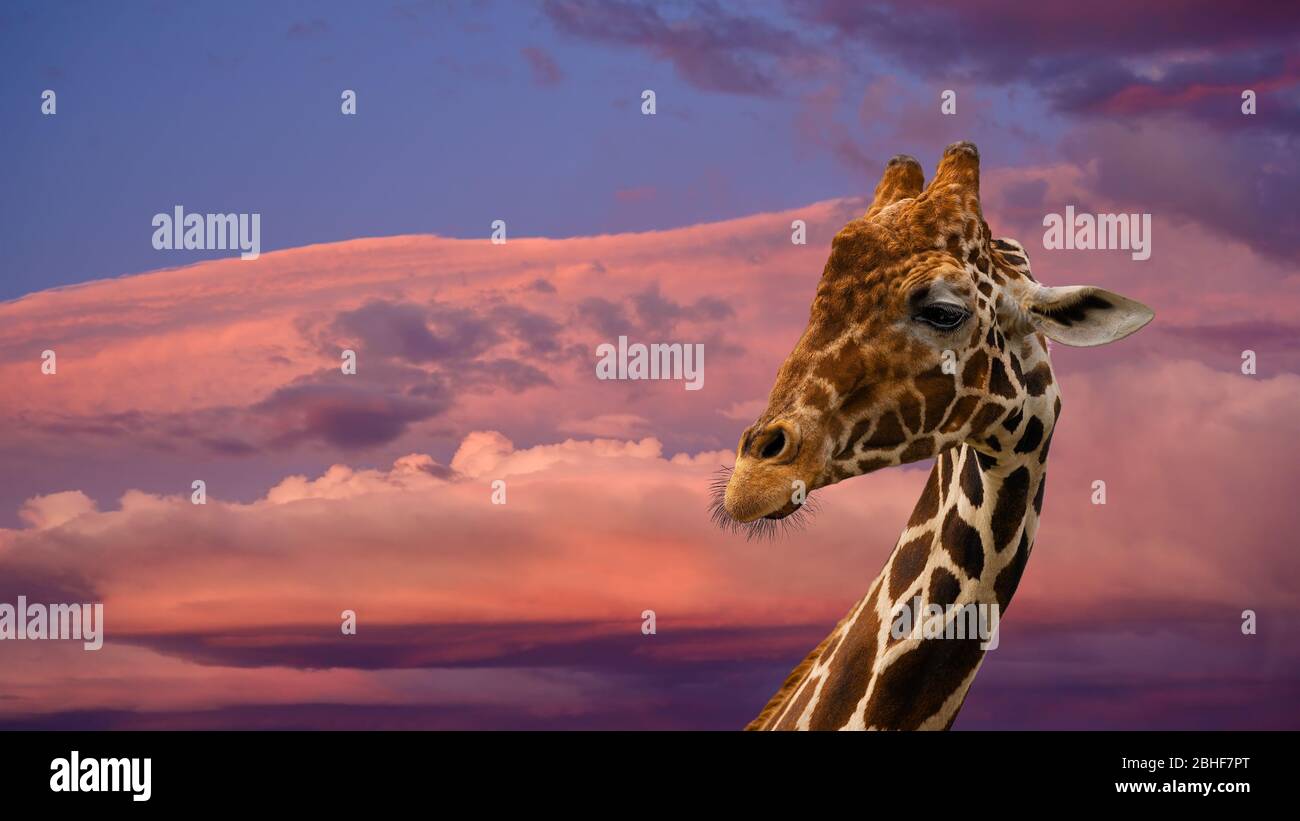 Giraffa reticolare verticale (Giraffa camelopardalis reticulata) isolato su sfondo bianco Foto Stock