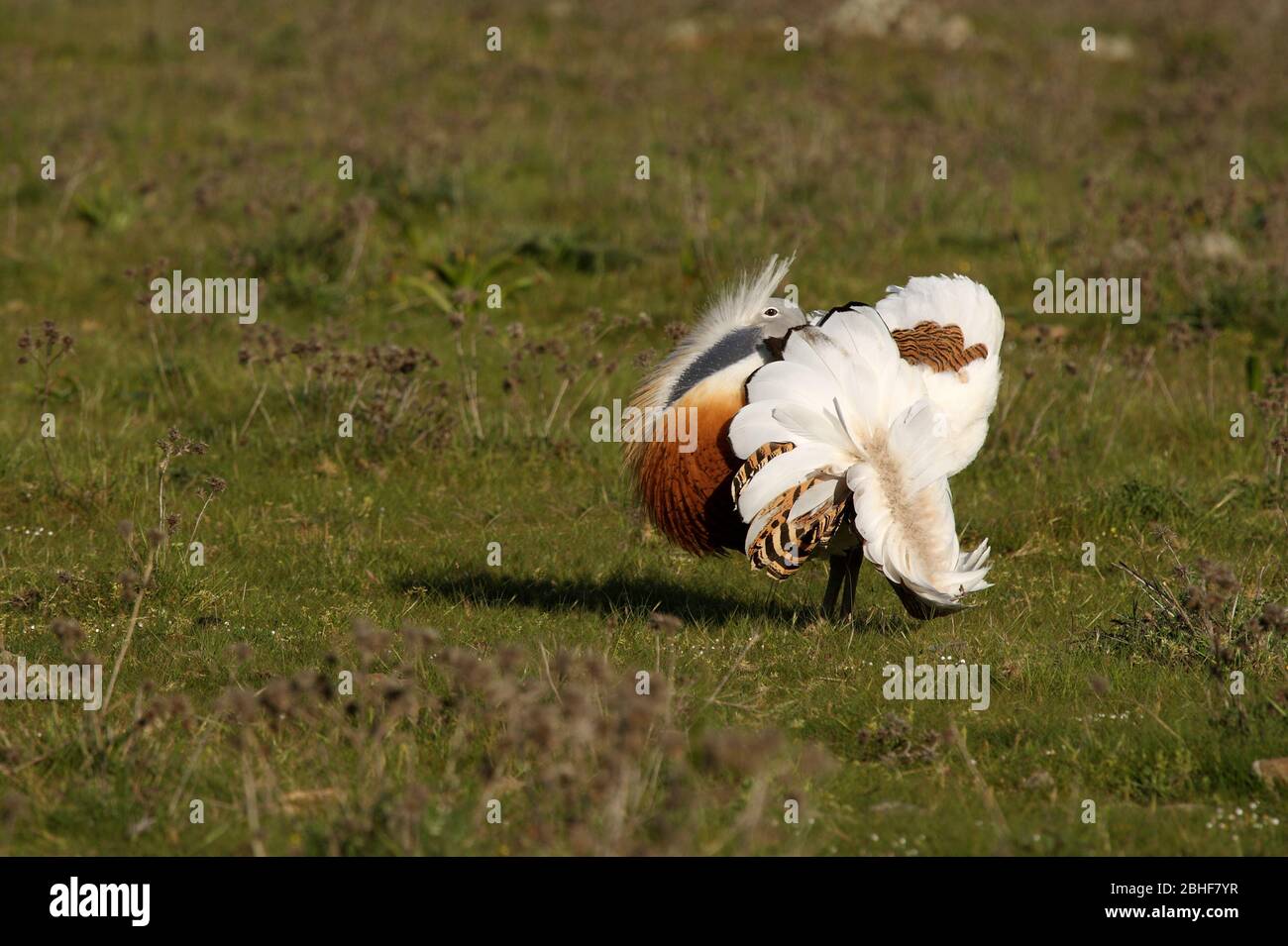 Grande bustarda fotografata alla prima luce del giorno nella stagione di accoppiamento, Otis tarda Foto Stock