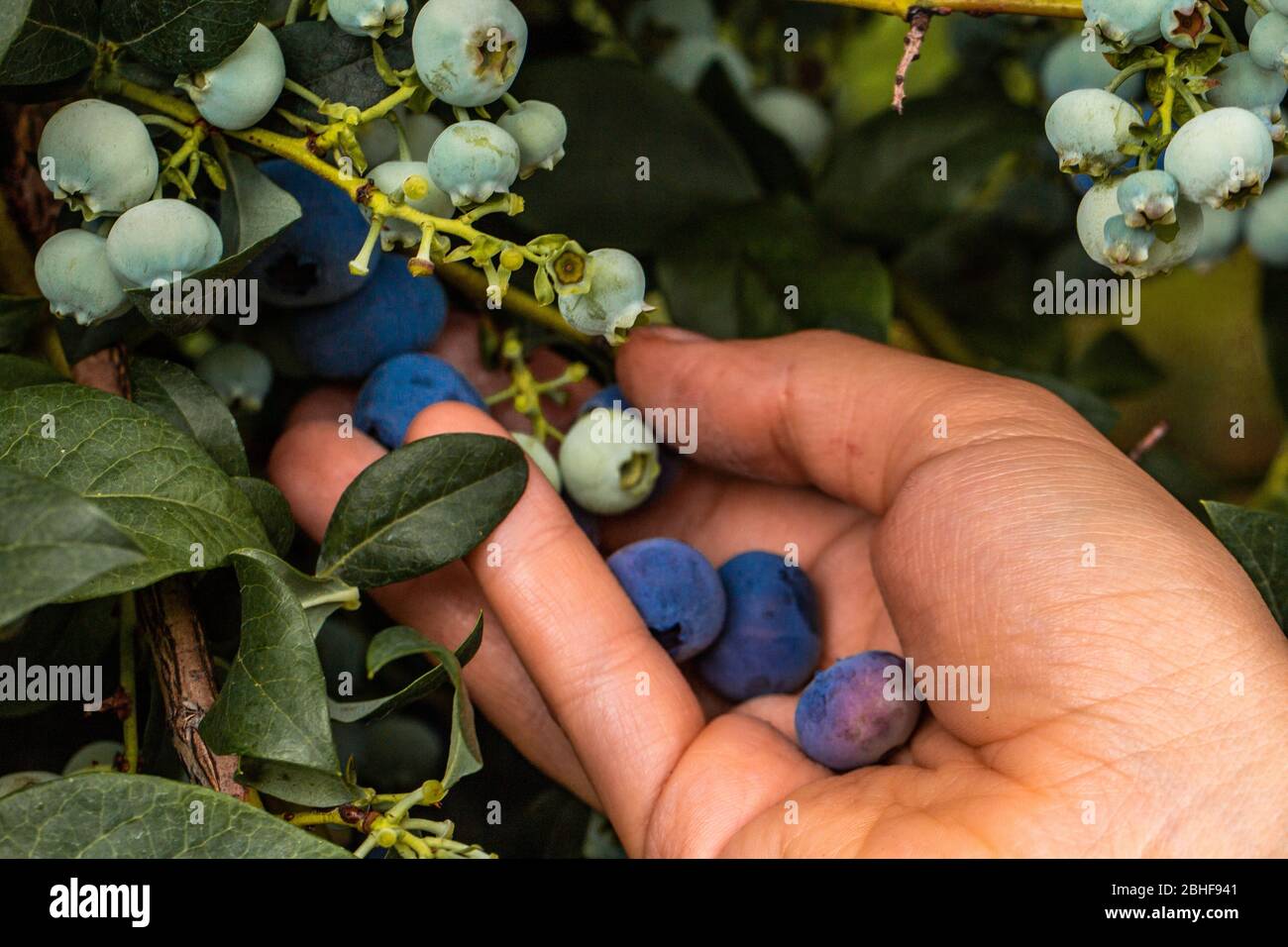 Mano azienda appena raccolto i mirtilli Foto Stock