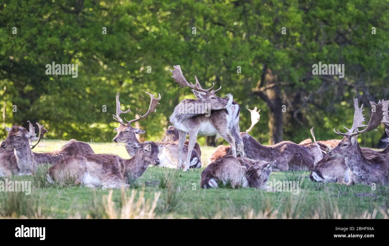 Dülmen, Germania. 25 Aprile 2020. Un gruppo di dollari di daino (dama dama) riposano tranquillamente in bosco. La fauna selvatica nei parchi locali e nei luoghi di bellezza gode di un sole e tranquillo Sabato pomeriggio con meno di solito famiglie e escursionisti fuori e circa. Nonostante il bel tempo, i visitatori sembrano mantenere le regole e le misure di distanza sociale. Credit: Imageplotter/Alamy Live News Foto Stock