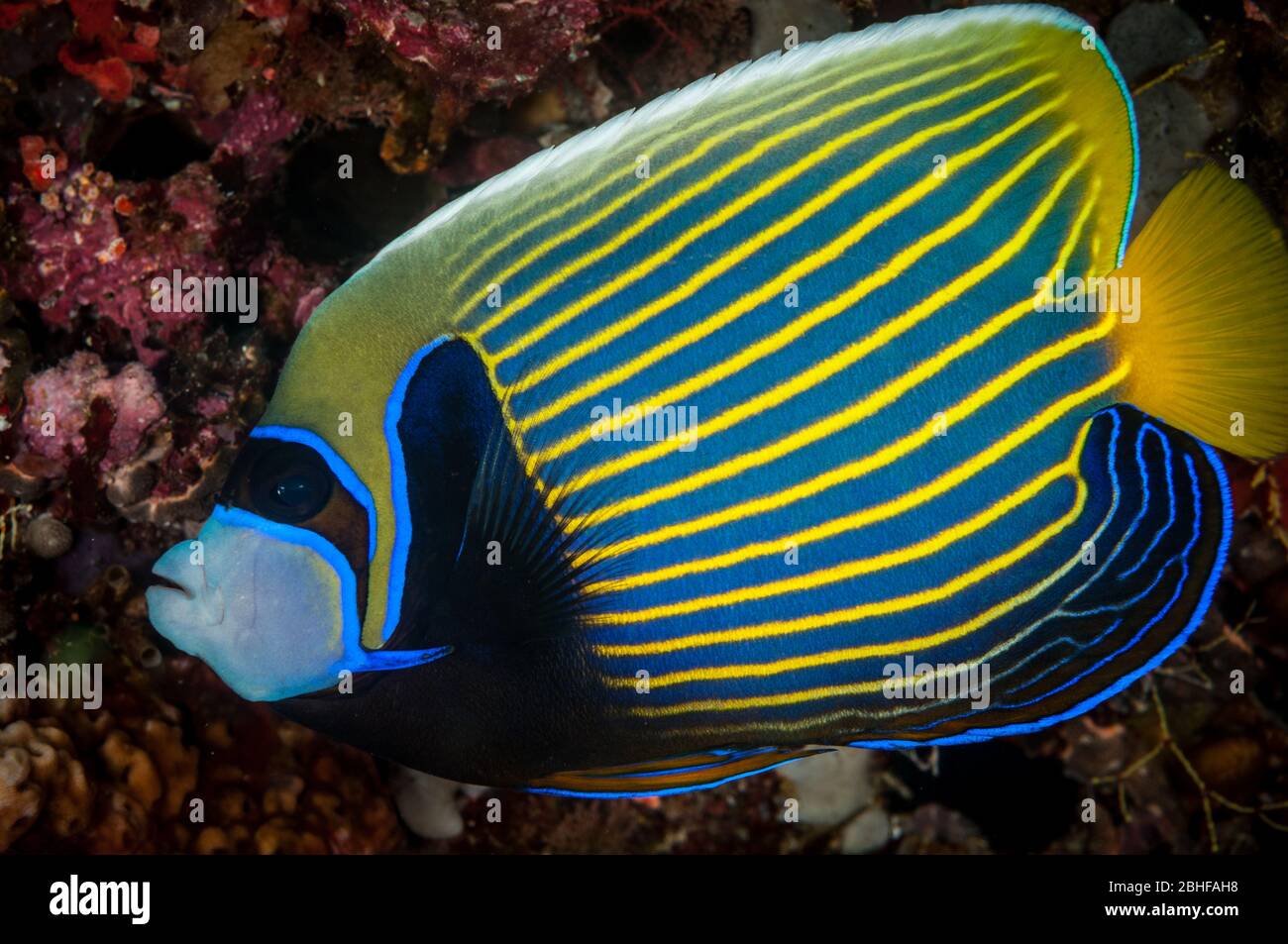 Colori vivaci di un imperatore Angelfish (imperatore di Pomacanthus) nelle Maldive Foto Stock