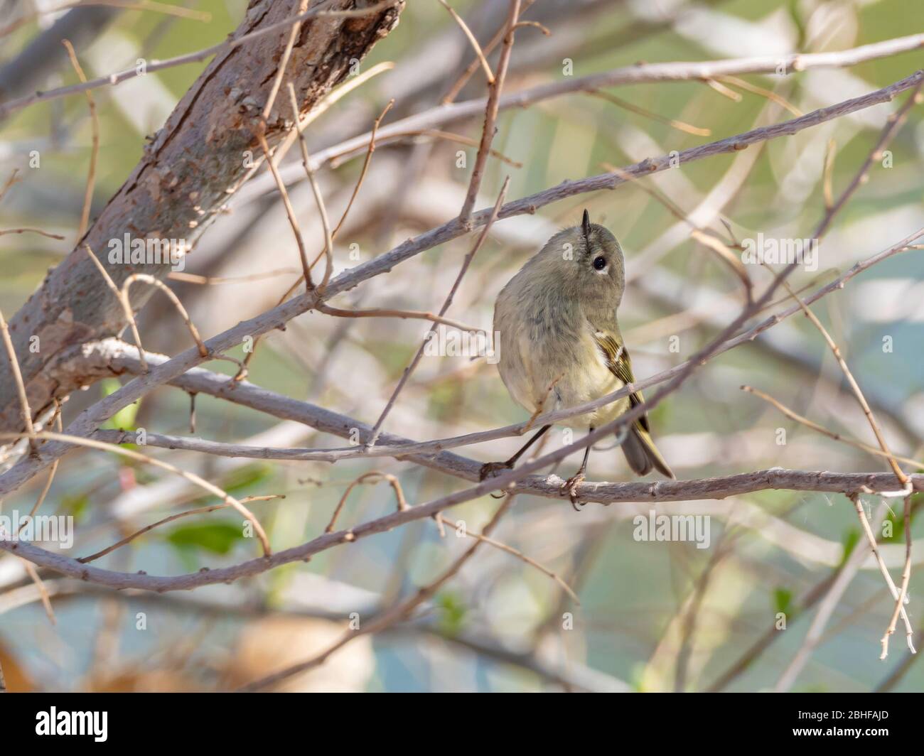 Femmina Rudy-coronato Kinglet appollaiando su una diramazione Foto Stock