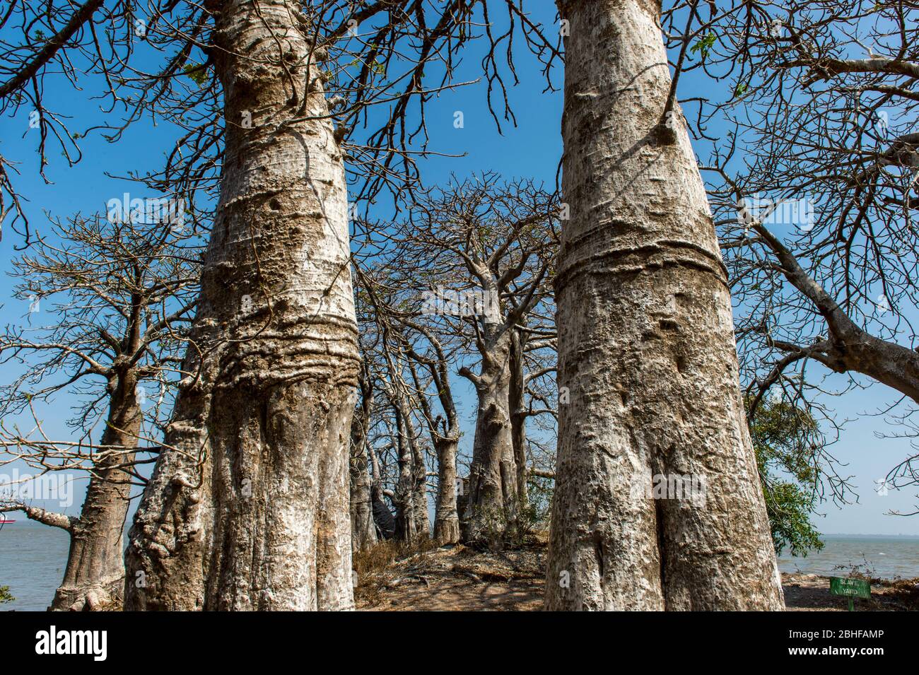 Baobab alberi su James Island, un sito patrimonio dell'umanità dell'UNESCO. L'isola si trova a circa 30 km dalla foce del fiume Gambia ed è stata rinominata Kunta Foto Stock