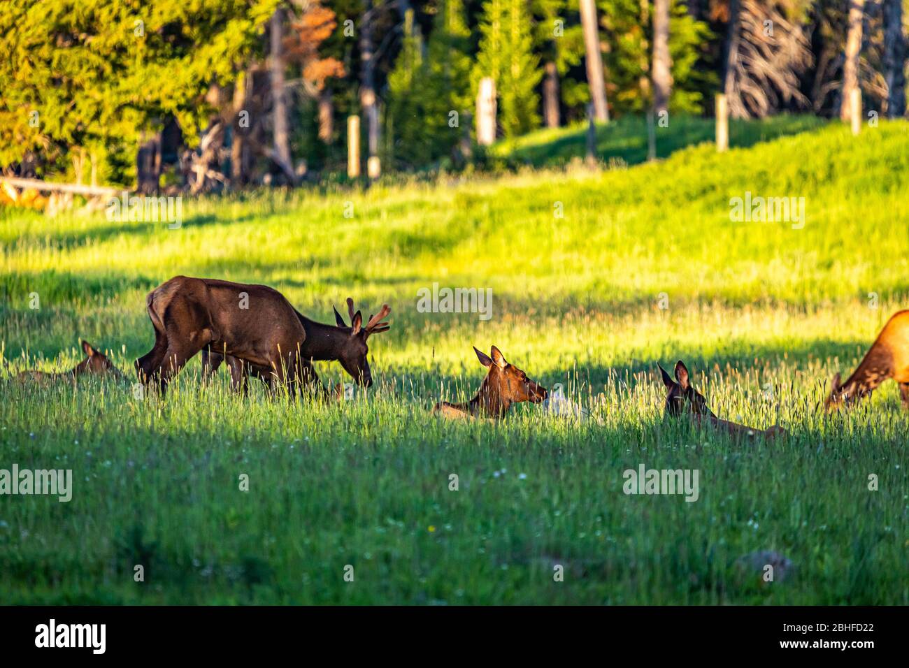 Mulo cervi e riposarsi in un prato al Parco Nazionale di Yellowstone nel Wyoming. Foto Stock