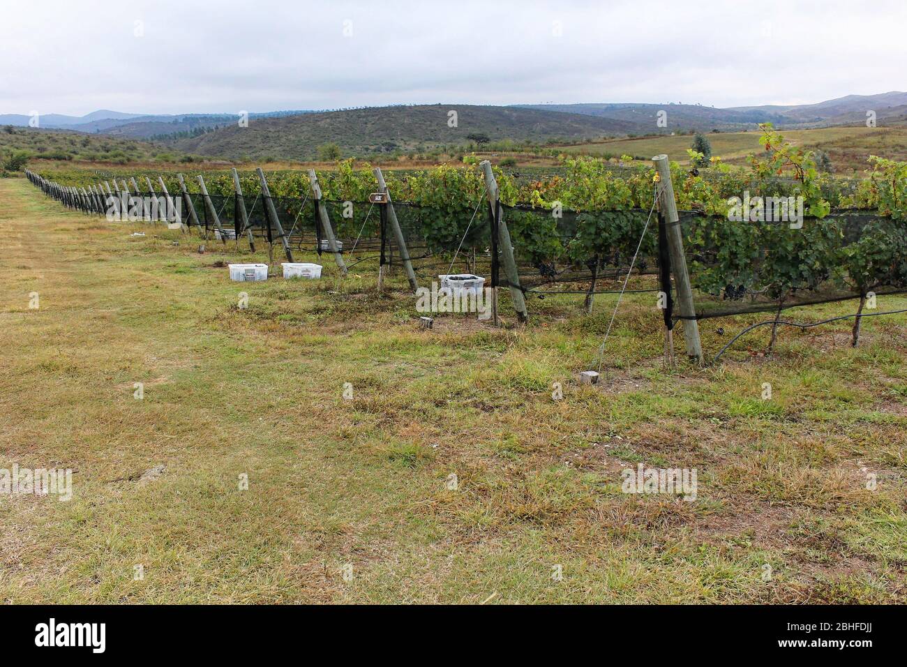 Vigneti di Malbec a Mendoza Provice, Argentina Foto Stock