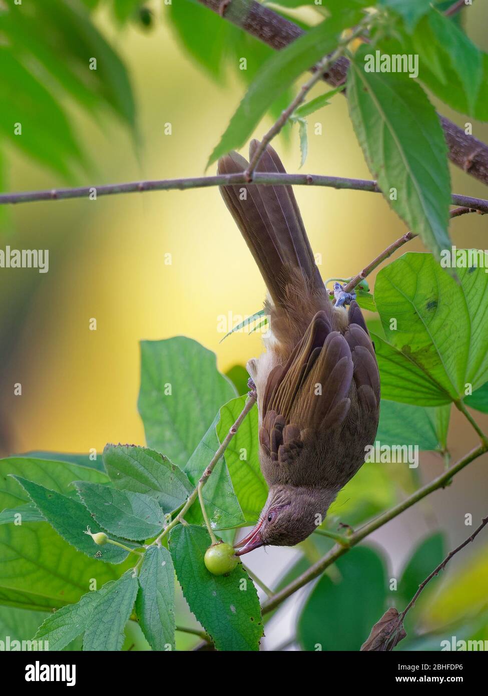 Bulbul striato - Pycnonotus blanfordi la famiglia bulbul di uccelli passerini, trovati dalla Thailandia e penisola malese a sud Indochina, natura Foto Stock