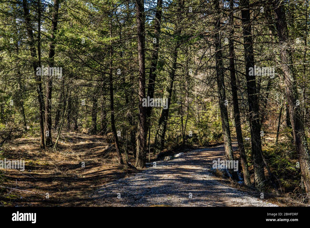 sentiero attraverso la foresta all'ombra con alti alberi verdi. Foto Stock