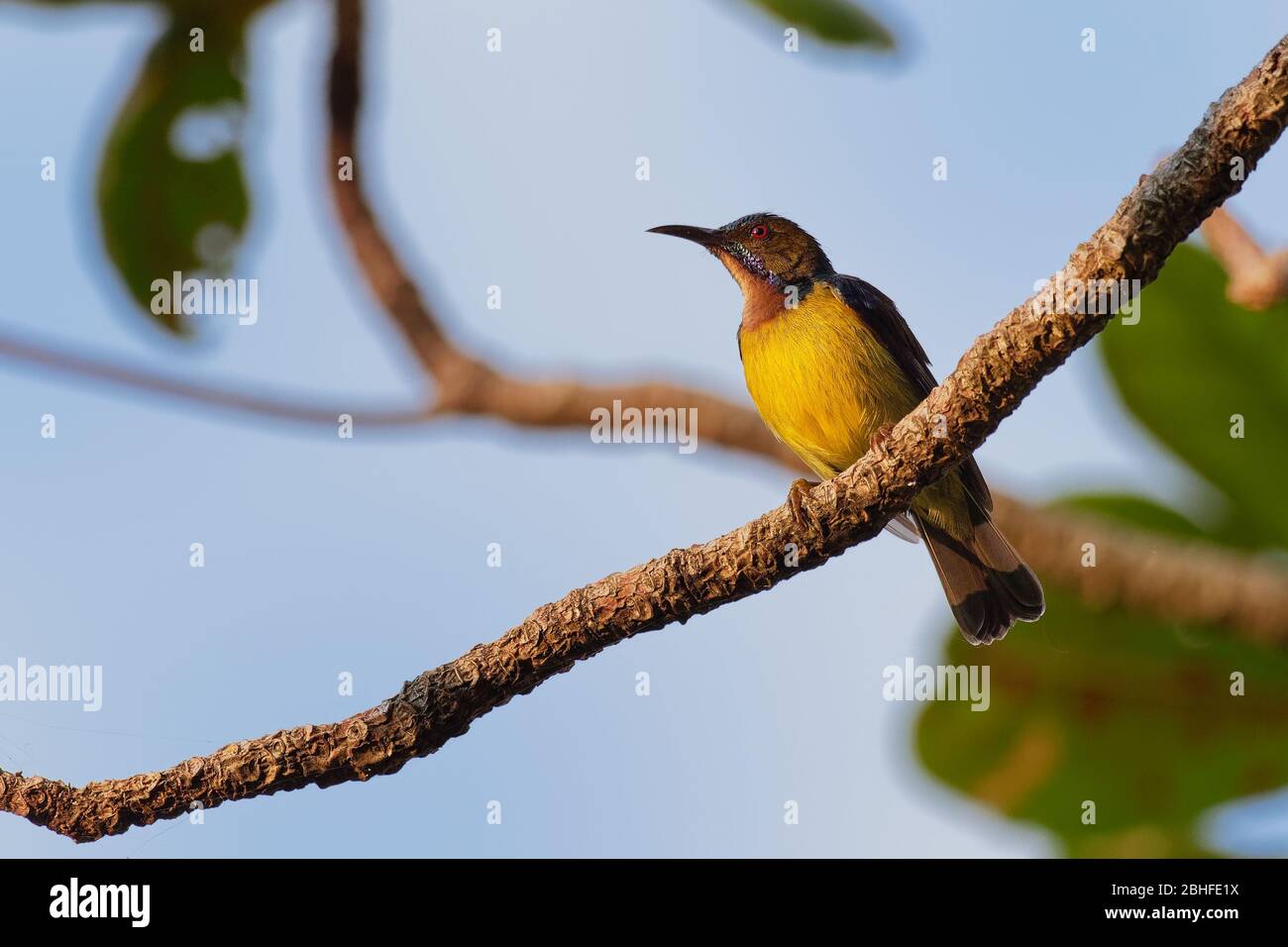 Marrone-throated Sunbird - Anthreptes malacensis, anche plain-throated Sunbird, uccello della famiglia Nectariniidae, trovati in una vasta gamma di semi-aperto habi Foto Stock