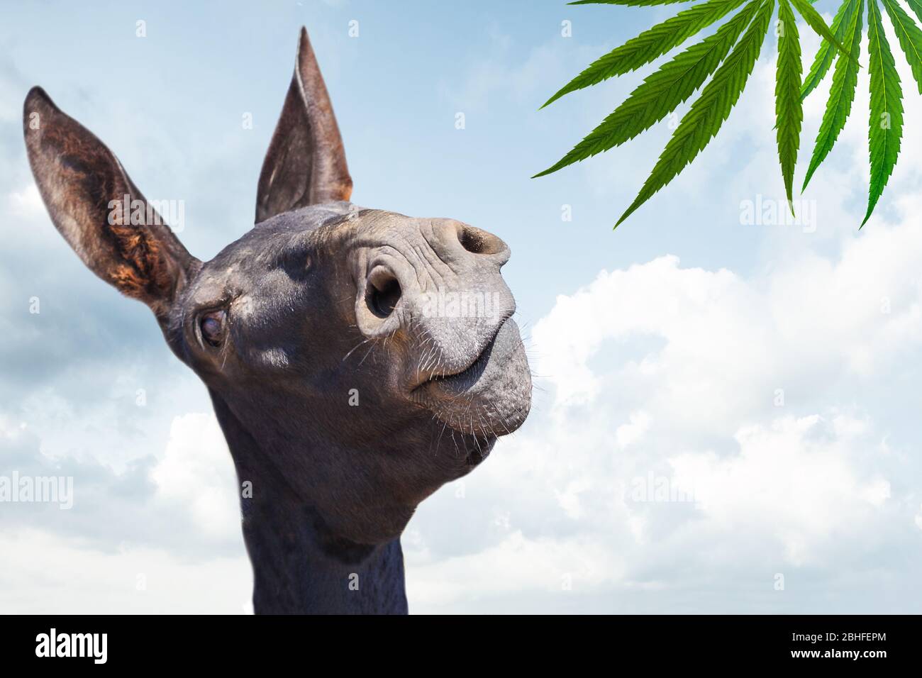 Stupido asino nero che guarda la pianta di cannabis su sfondo cielo blu Foto Stock